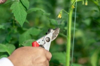 番茄怎么修剪,可保留主干摘除抽发的侧枝