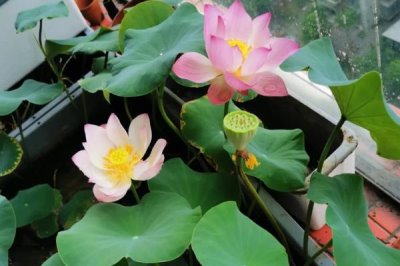 碗莲怎么养,一年四季都可以播种