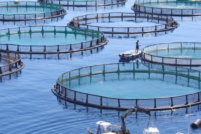 水产养殖公司注册需要办理什么手续,需要办理水产养殖许可证