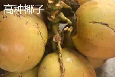 中国椰子的主产地,主产于海南、台湾、云南等省份