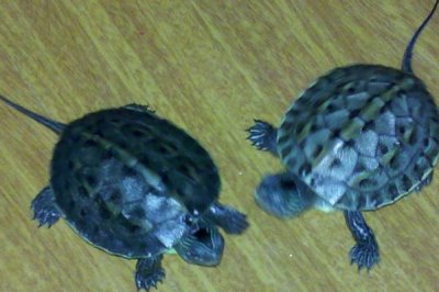 小乌龟吃什么，虾肉、鱼肉和瘦肉适合其生长发育