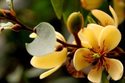 常绿灌木有哪些,这5种最为常见