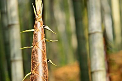 安徽省霍山县的特产，有霍山黄芽、霍山石斛等