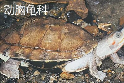 龟的种类,共有这12科