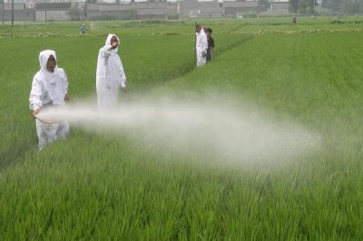 杀虫双的作用方式及使用注意事项，有较强的触杀、胃毒作用