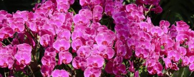 蝴蝶兰开花多久谢,开花后2-3个月才会谢