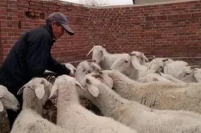 怎样养羊才能长得快,首先要选择生长速度较快的羊品种