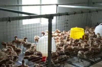 小鸡太吵了的解决方法，可增加保温措施或添加饲料等