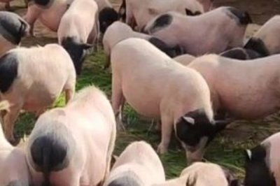 仔猪腹腔补液配方，根据实际情况加入强心剂