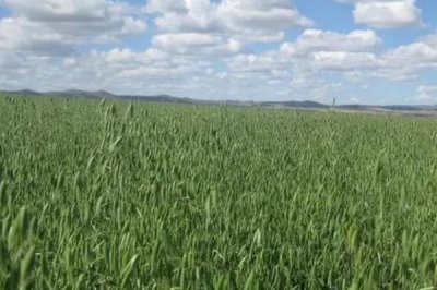 燕麦种子怎么挑选，首先要检查种子的合格证