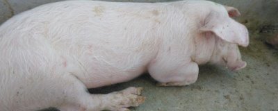 猪口蹄疫会不会传染给牛,会传染给牛