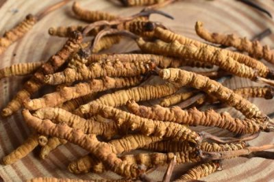 冬虫夏草的生长过程,它既不是植物也不是动物