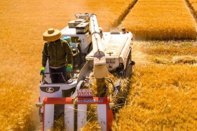 东北小麦几月份收割,在8-9月份进行收割