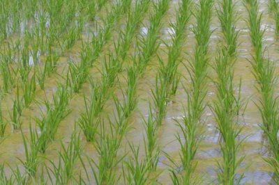 沅粳6水稻种子介绍，4月中旬播种
