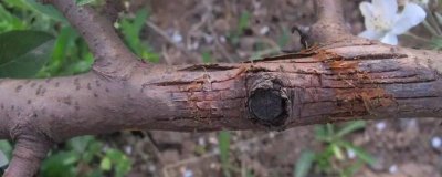 苹果腐烂病，栽培管理粗放和冻害是腐烂病流行的主要诱因