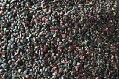 山梨种子怎么挑选,选择外观好、颗粒饱满且无虫眼的种子