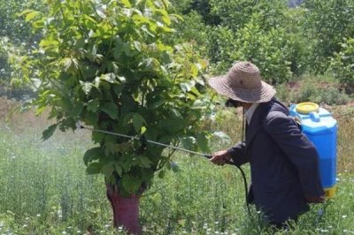 有哪些叶面肥，常见的有尿素、过磷酸钙等