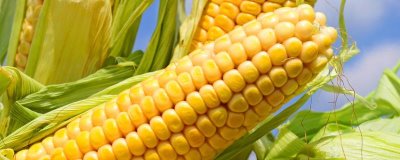 玉龙228玉米种子简介，中抗弯孢叶斑病（5MR）