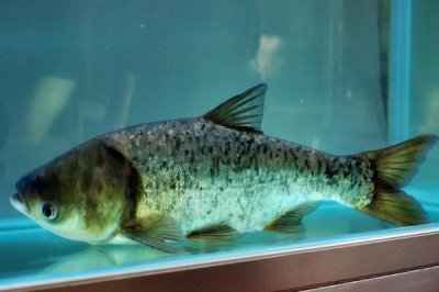 鳙鱼和鲢鳙是不是同一种鱼,二者的头部和体色有明显区别