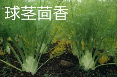 蔬菜的种植成本和利润,一亩蔬菜大棚所需成本为7000元左右