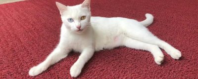 母猫对公猫要熟悉多久，通常需要5-7天