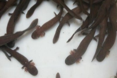 娃娃鱼腹胀病如何防治,可以先停食1-2天