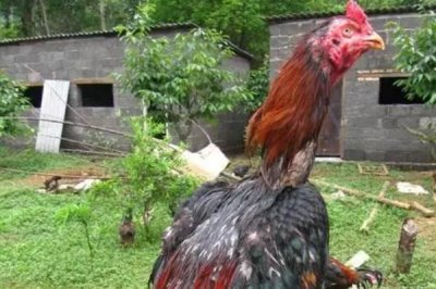 河南斗鸡简介,羽色通常主要以青色、红色、白色为主