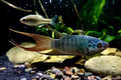 圆尾斗鱼的产地,主要分布在日本、韩国、俄国等地