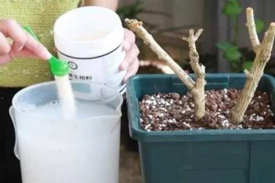 使用生根粉的方法,主要有浸泡、喷施、撒施等方式