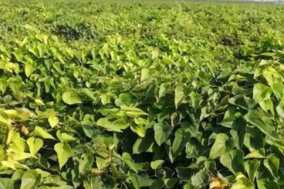 山药高产施肥技术,喜欢肥效较长的有机肥