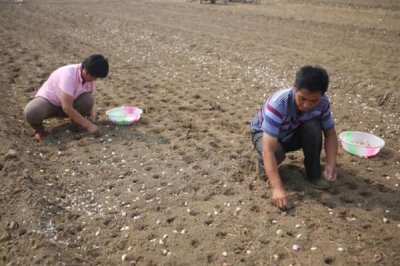 大蒜年前要打药吗，年前不需要打药