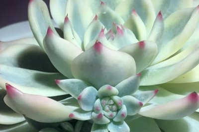 吉娃娃的栽培技术,夏季要注意遮阴