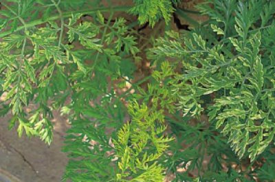 萝卜病毒病,由芜菁花叶病毒、黄瓜花叶病毒、萝卜耳突花叶病毒引起