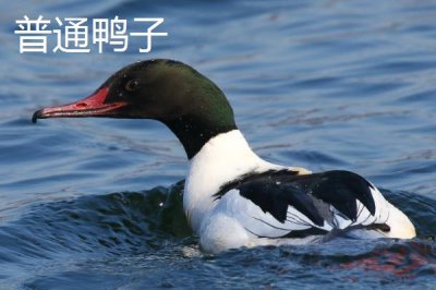 绿头鸭会游泳吗,属于游禽所以会游泳