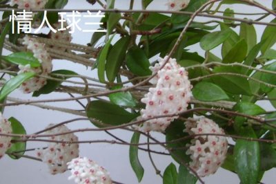 球兰哪个品种好看,品种众多各有特点