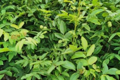 核桃的价格,一斤需要10-20元左右