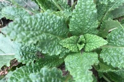 雪见草的种植方法,在我国农村随处可见