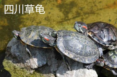 中华草龟分布省份,不同地区的中华草龟有所区别