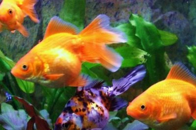 如何判断鱼缸的鱼是否缺氧,缺氧的话鱼往往会在水面游动