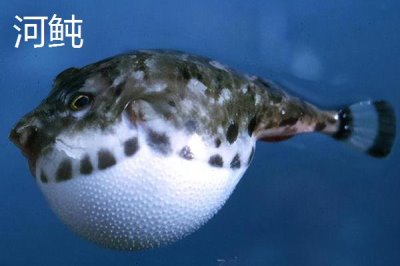 河豚和河鲀的区别是什么,科属、形态和产地均不同