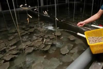 农村养多宝鱼是否赚钱,每种养殖方式的效益都不同