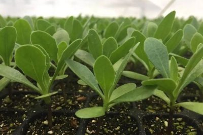 万寿菊怎么种植,苗龄达到40天才能移栽