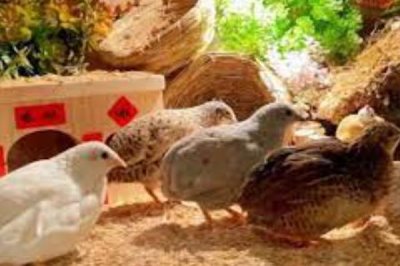 芦丁鸡在室内养有没有细菌,有细菌所以要定期通风换气