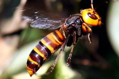 金环胡蜂是什么蜂，是体型最大的胡蜂