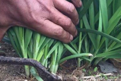 韭菜一般多久割一次，每20-25天可以割一次