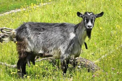 一只山羊重多少千克,大约为25千克