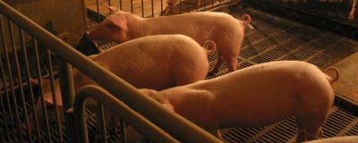 怎么防治猪的相关疾病,需定期接种疫苗、做好猪舍的消毒工作