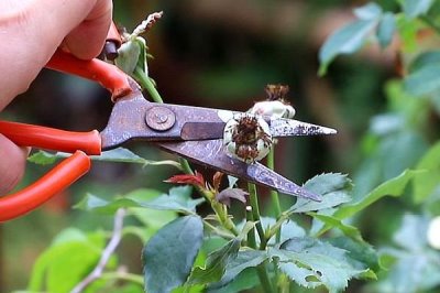 月季花败了需要修剪吗,花败后可合理修剪