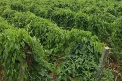 山药高产施肥技术,喜欢肥效较长的有机肥