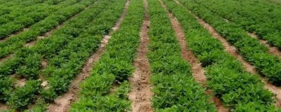 花生追肥时间,苗期和开花结荚期均可施肥